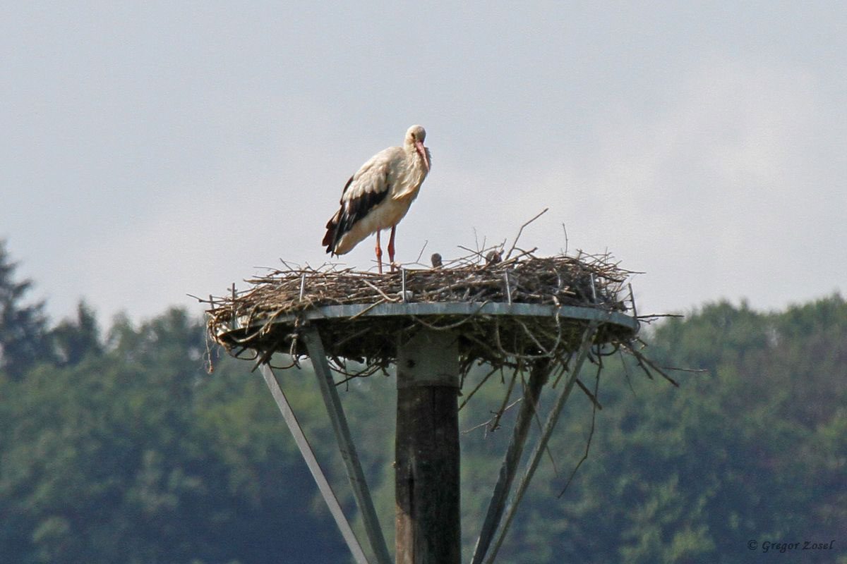 Weißstorch