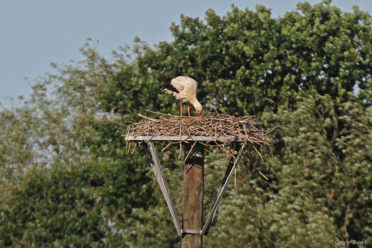 Weißstorch