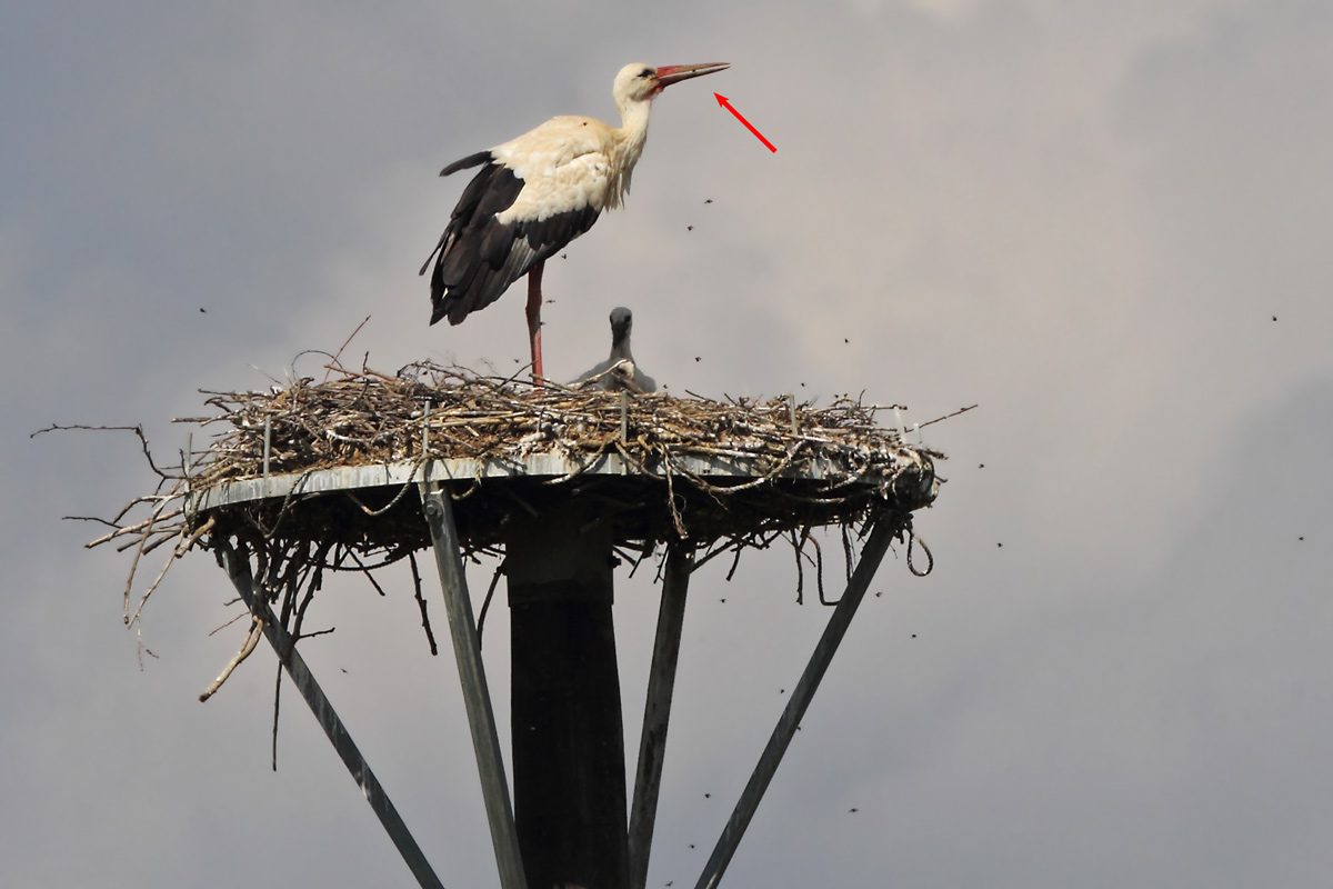 Storchennest