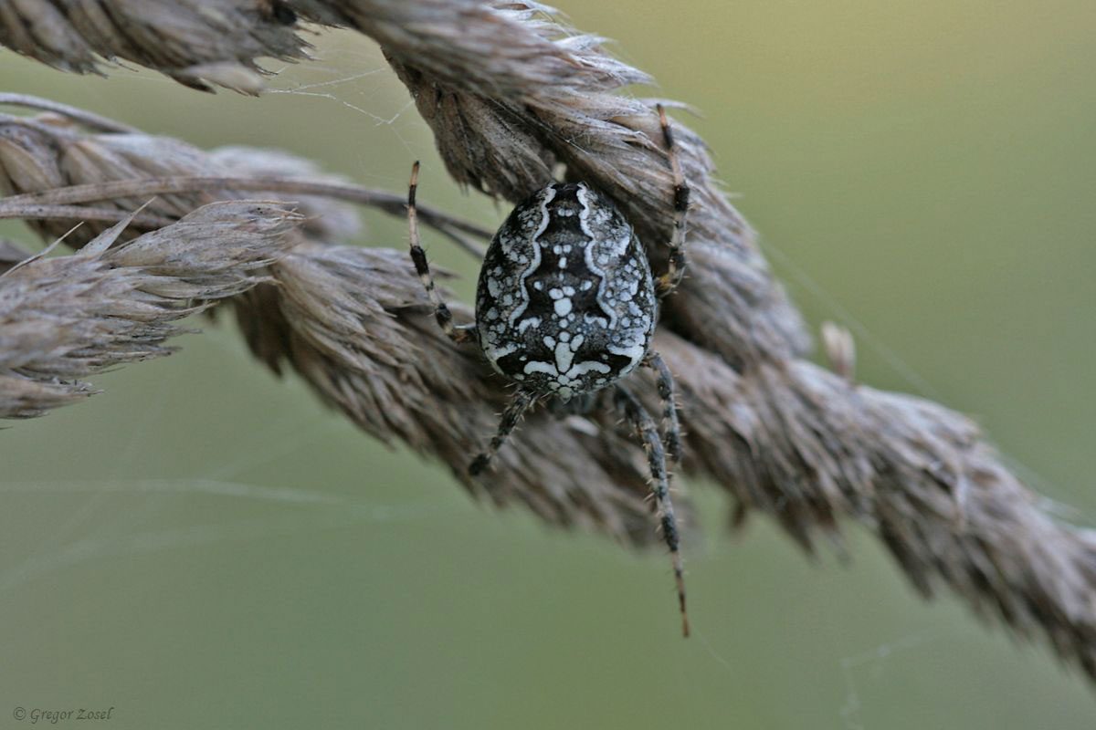 Gartenkreuzspinne