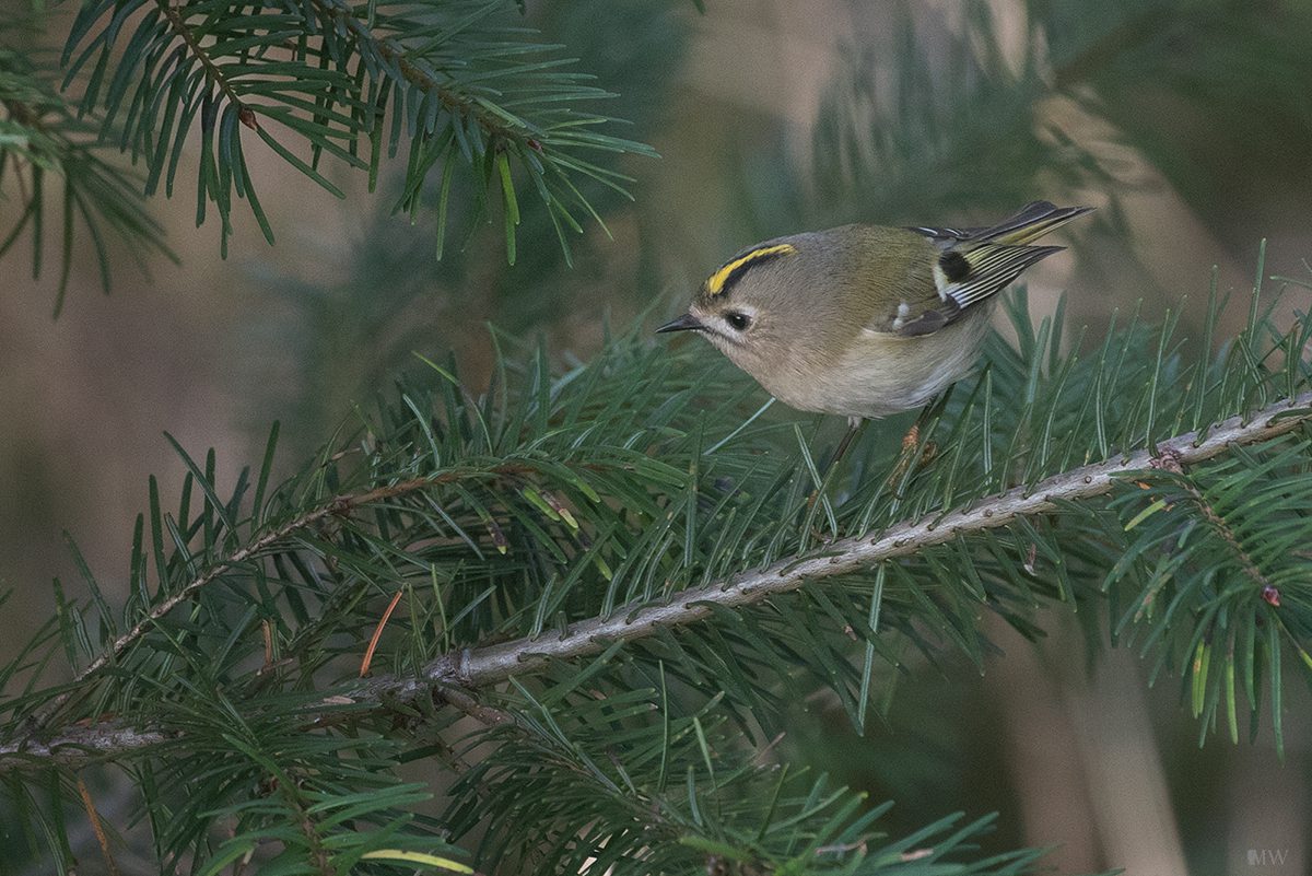 Wintergoldhähnchen