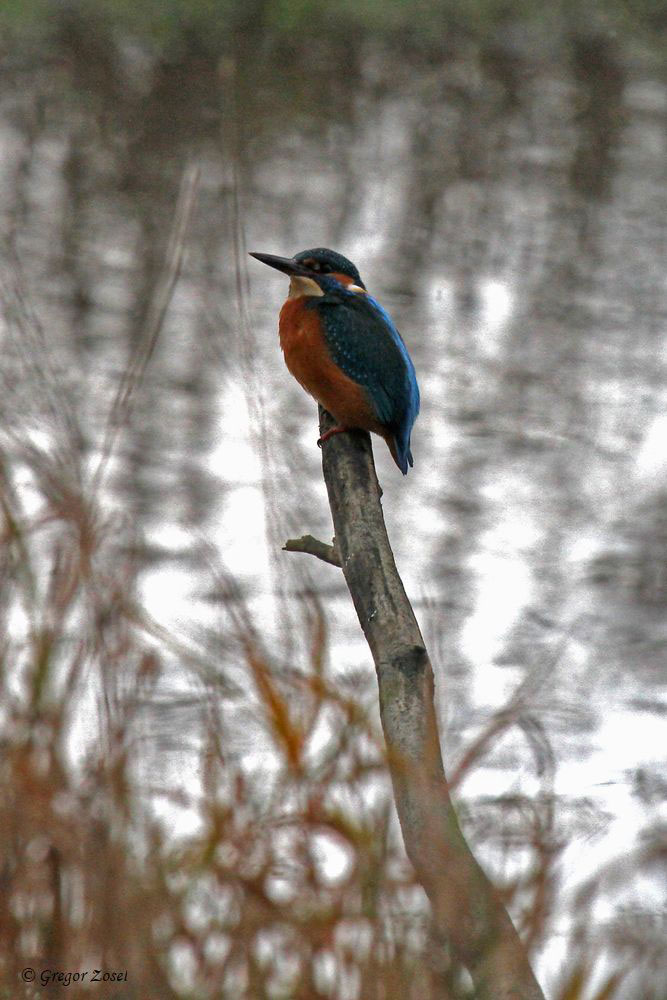Eisvogel