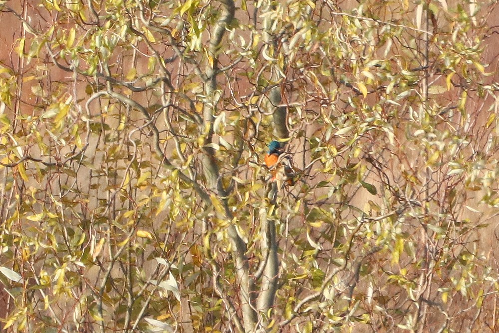 Auch der Eisvogel zeigte sich nicht in voller Pracht. 24.11.19 Foto: Hartmut Peitsch