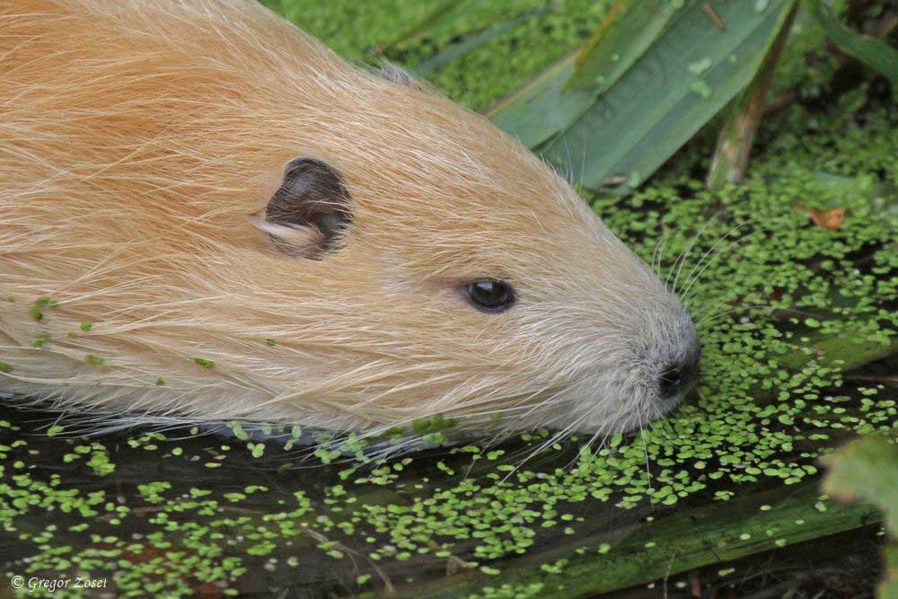 Nutria