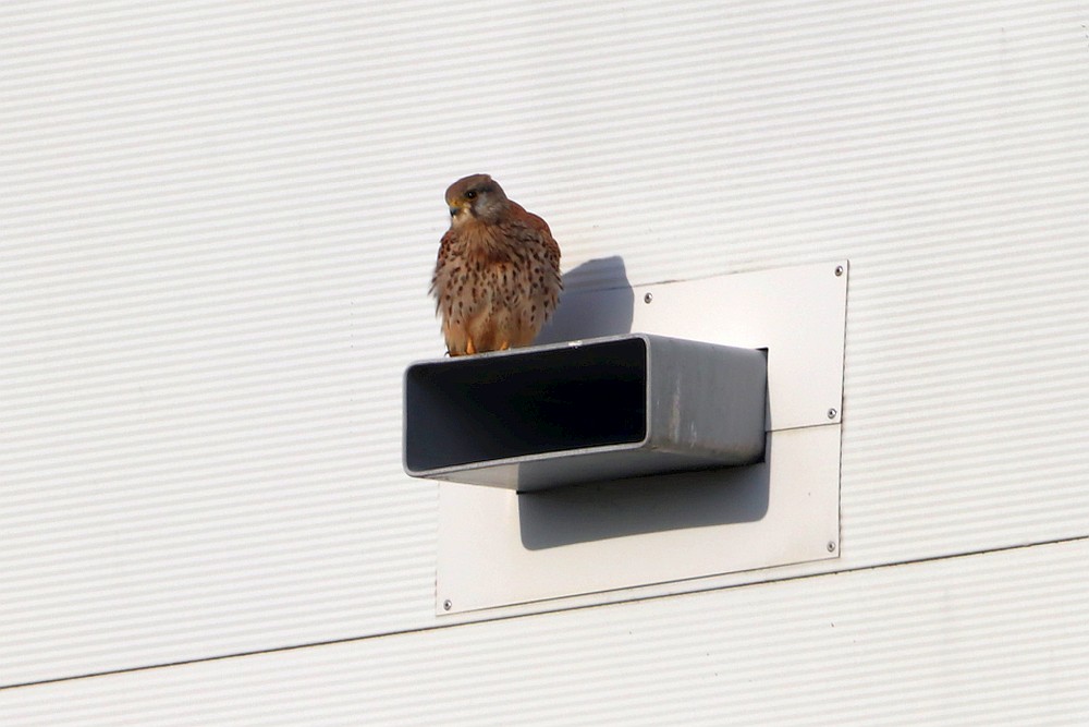 Turmfalke nimmt ein Sonnenbad am Industriegebäude. 24.11.19 Foto: Hartmut Peitsch