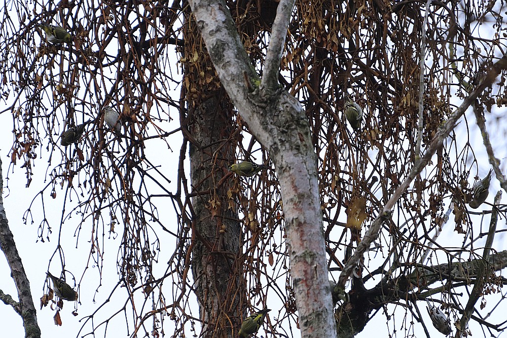 Ein Trupp Erlenzeisige hoch oben in den Bäumen. 26.12.19 Foto: Hartmut Peitsch