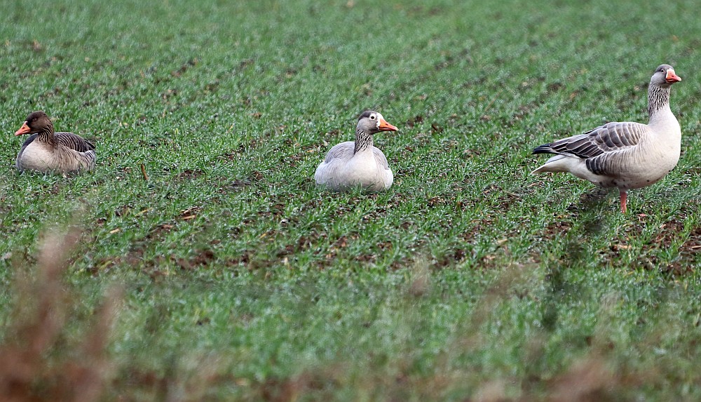 Bekannte Graugänse: der sehr helle Ganter, rechts, mit seiner Dame, links, und einem diesj. Vogel in der Bildmitte sind wieder am HRB eingetroffen, nach dem sie seit August verschwunden waren. 