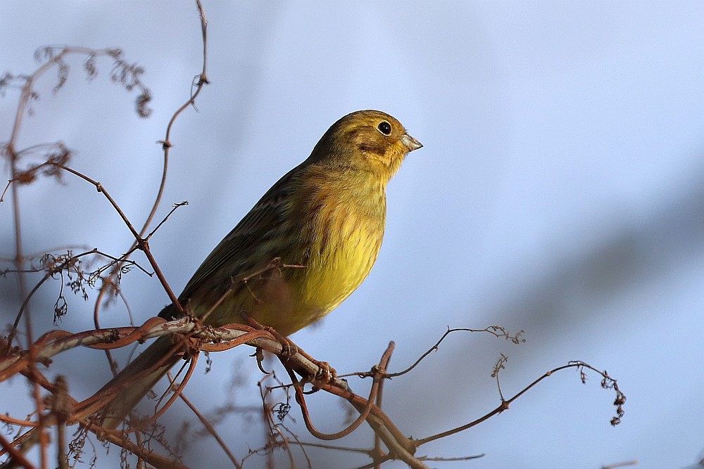 Goldammer in den Hemmerder Wiesen am 22.12.19 Foto: Hartmut Peitsch