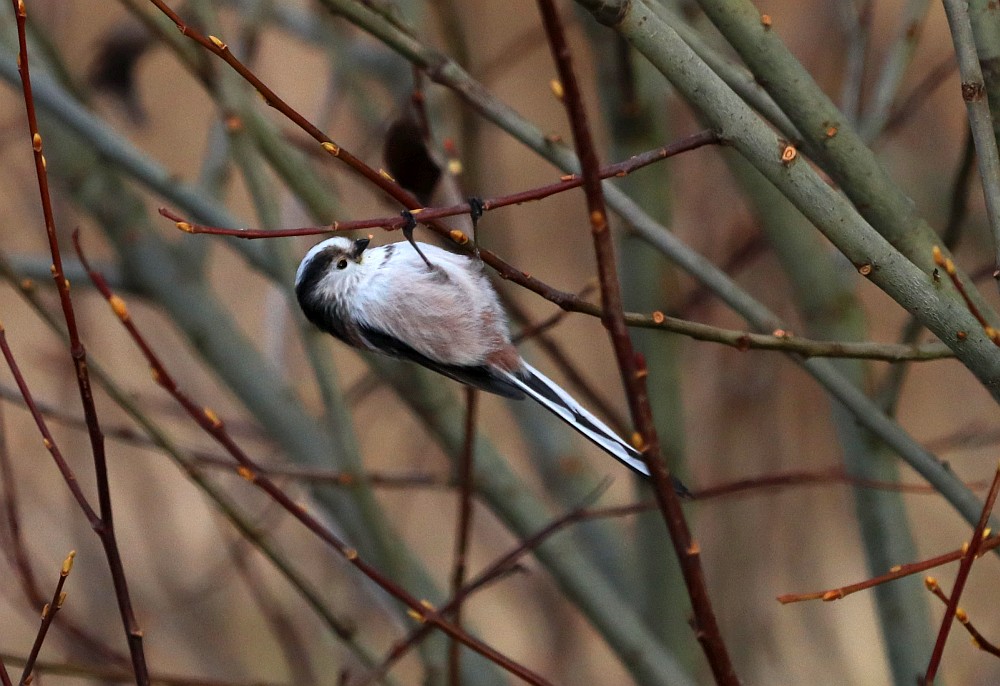 Schwanzmeisen sind auch geschickte Turner, 20.12.29 Foto: Hartmut Peitsch