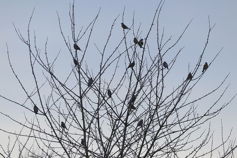 Wacholderdrosseln am 26.12.19 Foto: Hartmut Peitsch