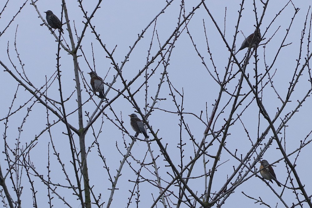 Erst bei der Vergrößerung ist ein Star unter den Drosseln zu erkennen.  26.12.19 Foto: Hartmut Peitsch