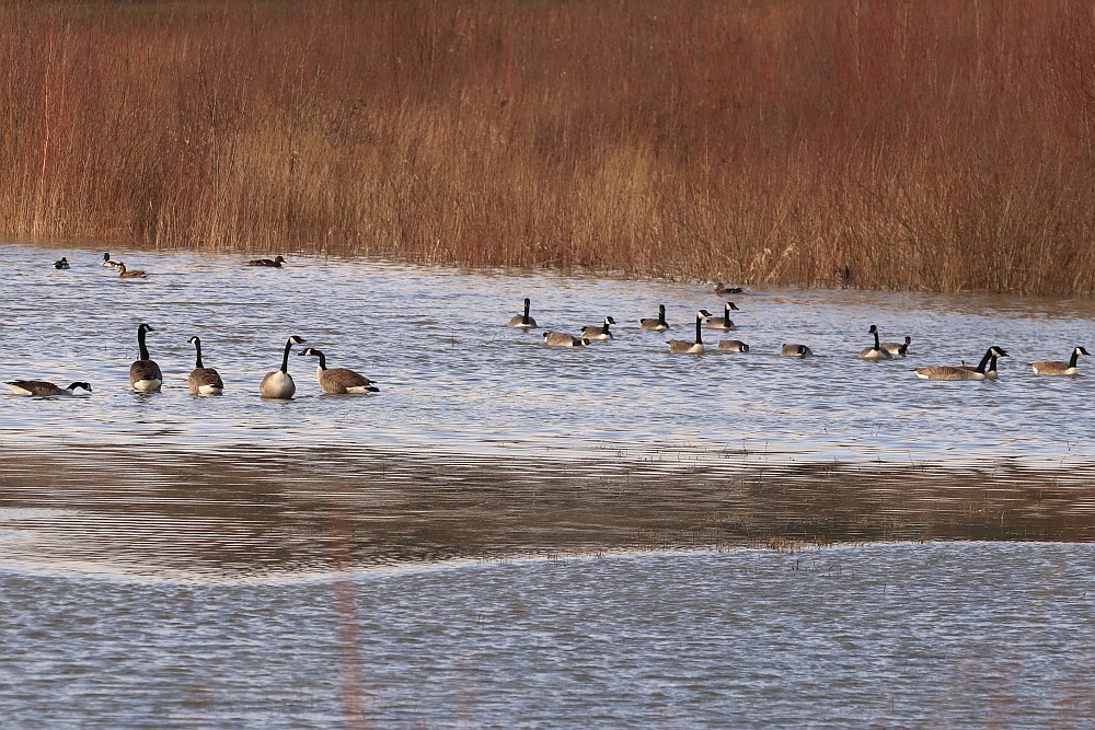 Die Wasservögel scheinen sich zu freuen. 04.02.2020 Foto: Hartmut Peitsc