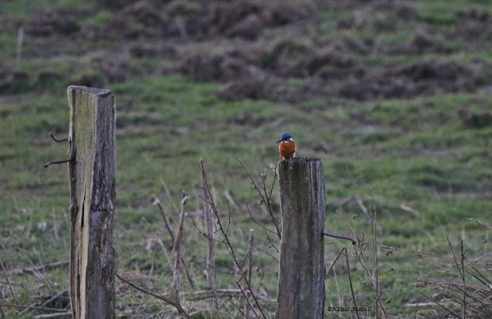 Eisvogel