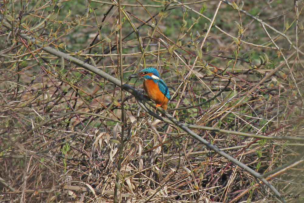 Eisvogel