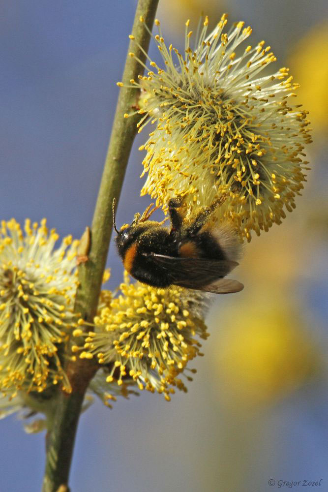 Erdhummel