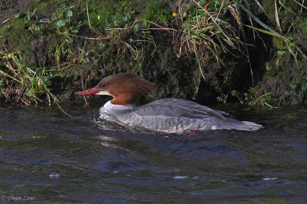 Gänsesäger