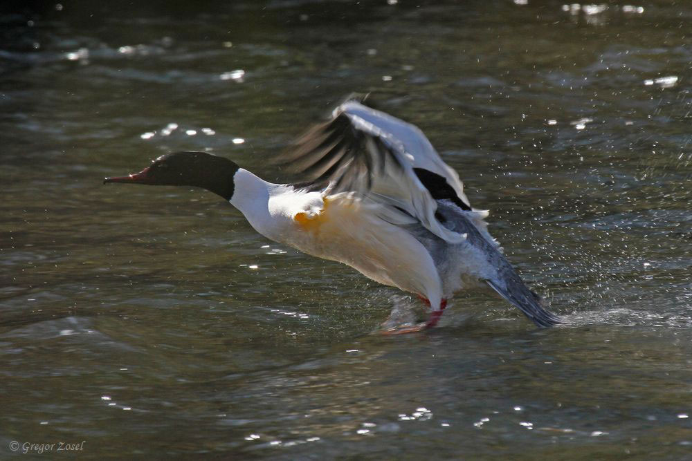 Gänsesäger