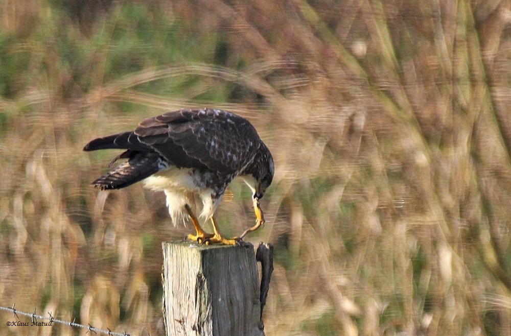 Mäusebussard