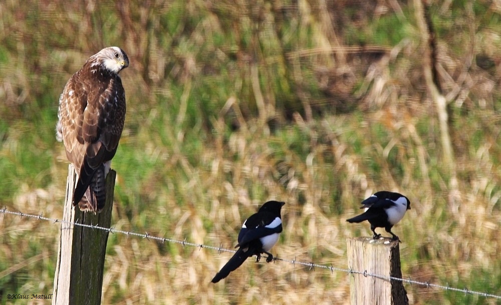 Mäusebussard