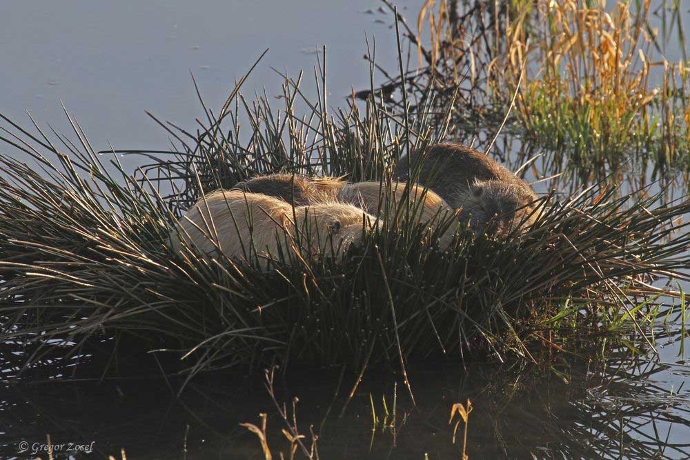 Nutria