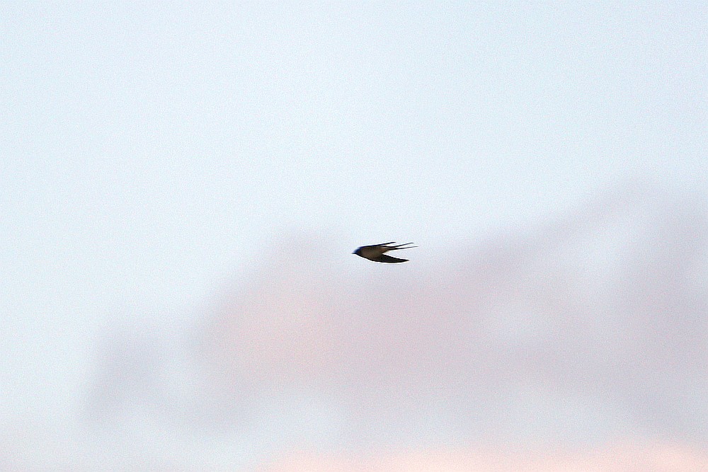 Rauchschwalbe am 21.03.20 Foto: Hartmut Peitsch