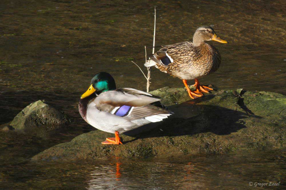 Stockenten