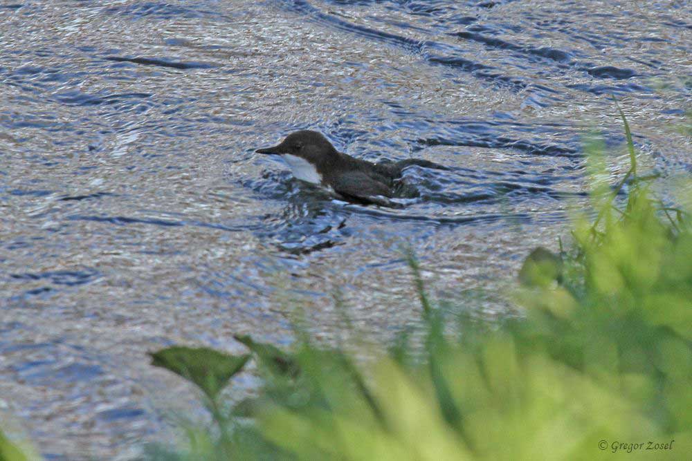 Wasseramsel