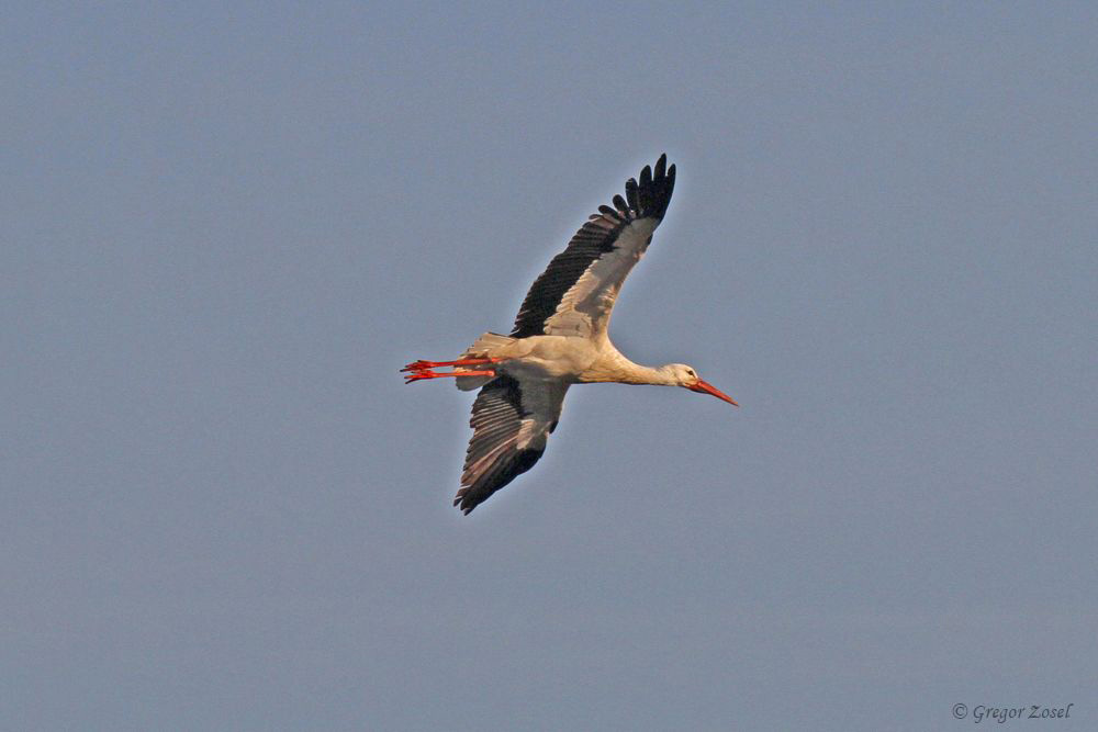 Weißstorch