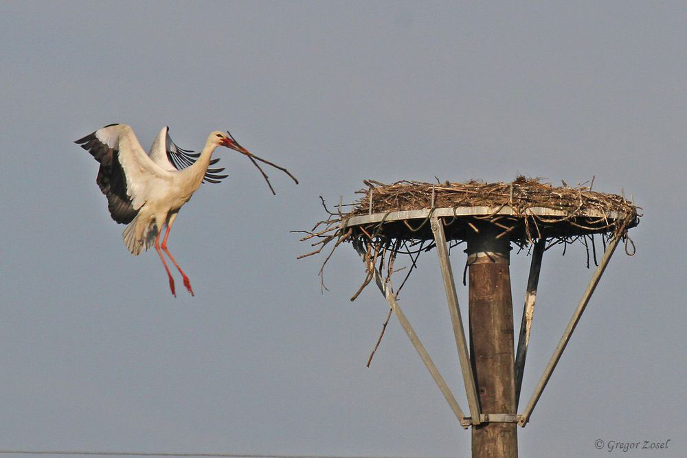 Weissstorch