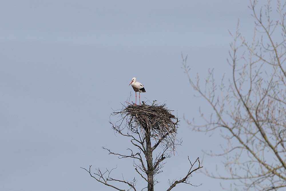 Ein Weißstorch ist seit gestern wieder in den Hemmerder Wiesen zu sehen. 15.03.20 Foto: Hartmut Peitsch