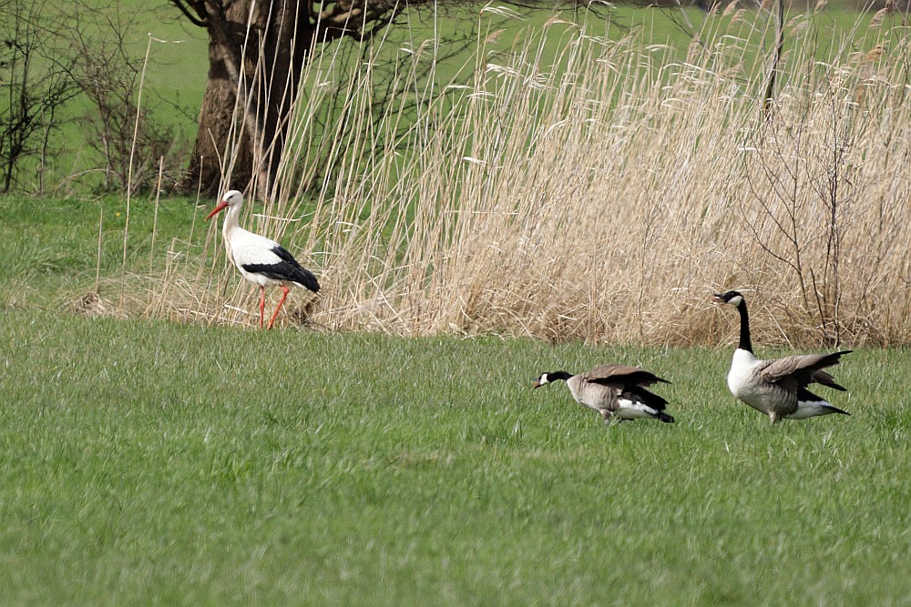 Weißstorch mit Kanadagänsen am 15.03.20 Foto: Hartmut Peitsch