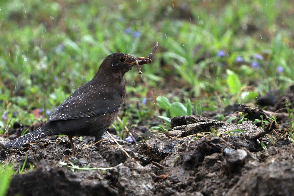 Das Amselweibchen mit Regenwürmern am Rasensprenger. 12.04.20 Foto: Hartmut Peitsch
