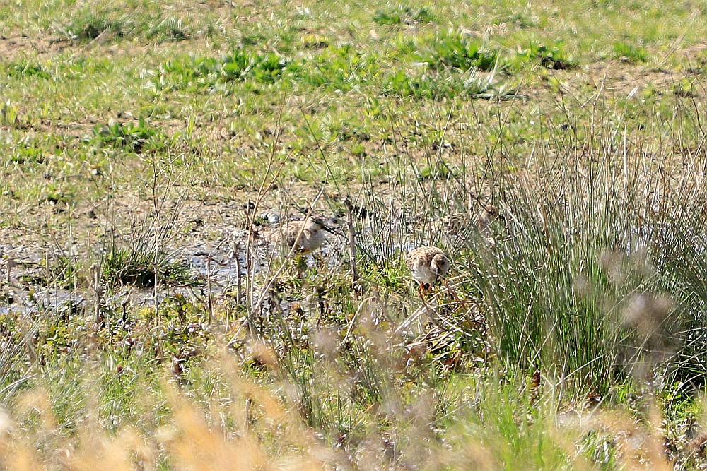 Drei nicht eindeutig zu erkennende Limikolen, wahrscheinlich sind es Kampfläufer. 12.04.20 Foto: Hartmut Peitsch
