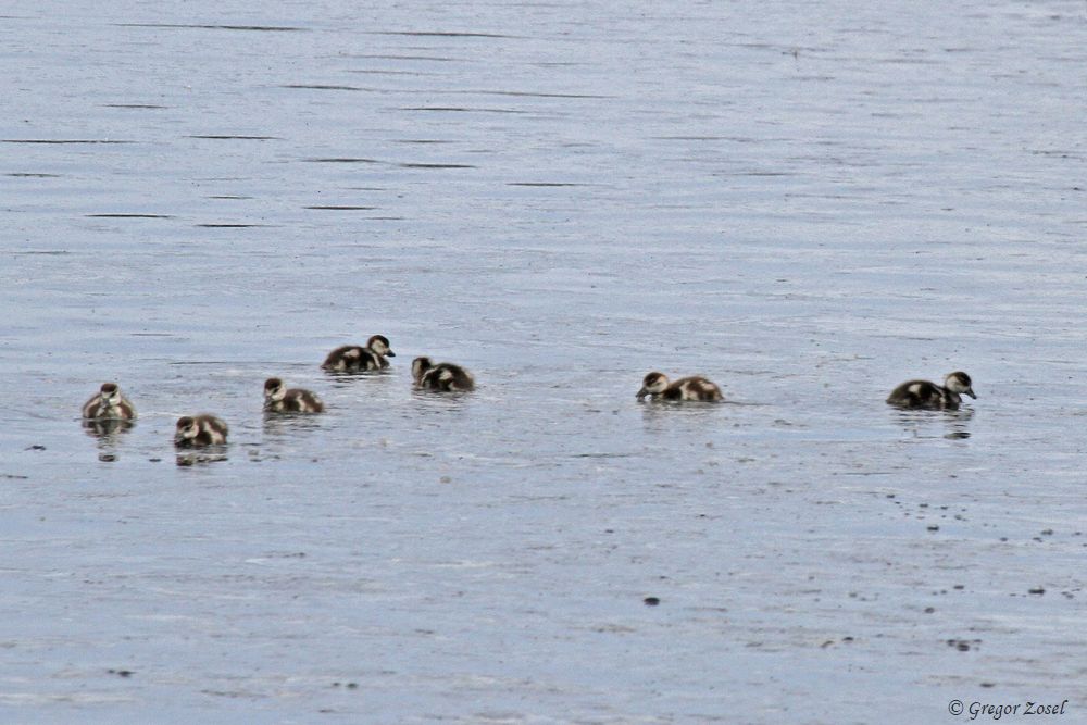 Nilgans