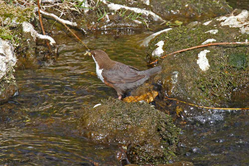 Wasseramsel