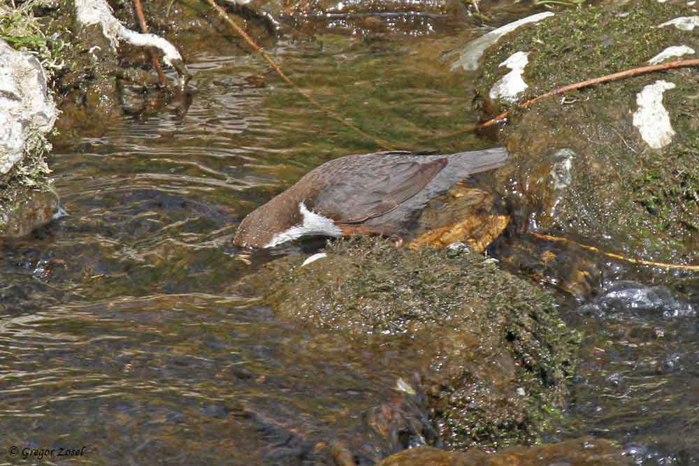 Wasseramsel