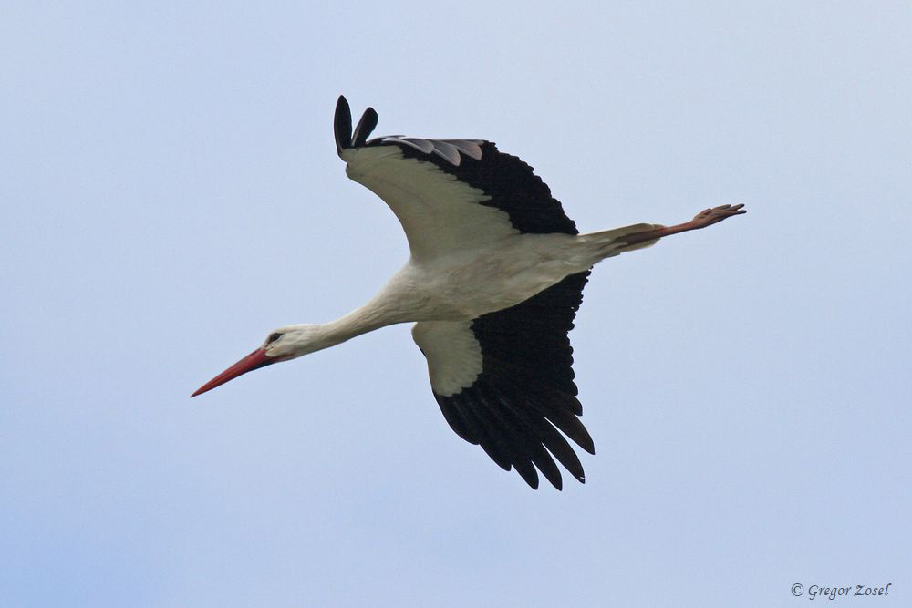 Weißstorch