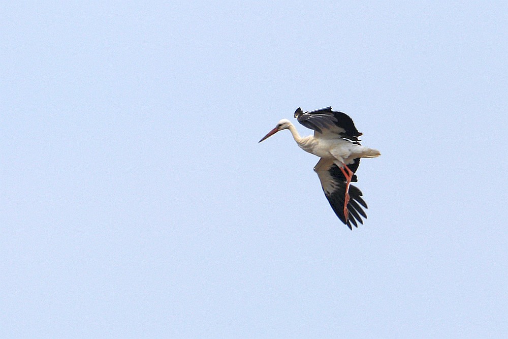 Landender Storch, 16.05.20 Foto: Hartmut Peitsch