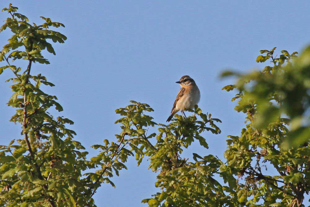 Braunkehlchen