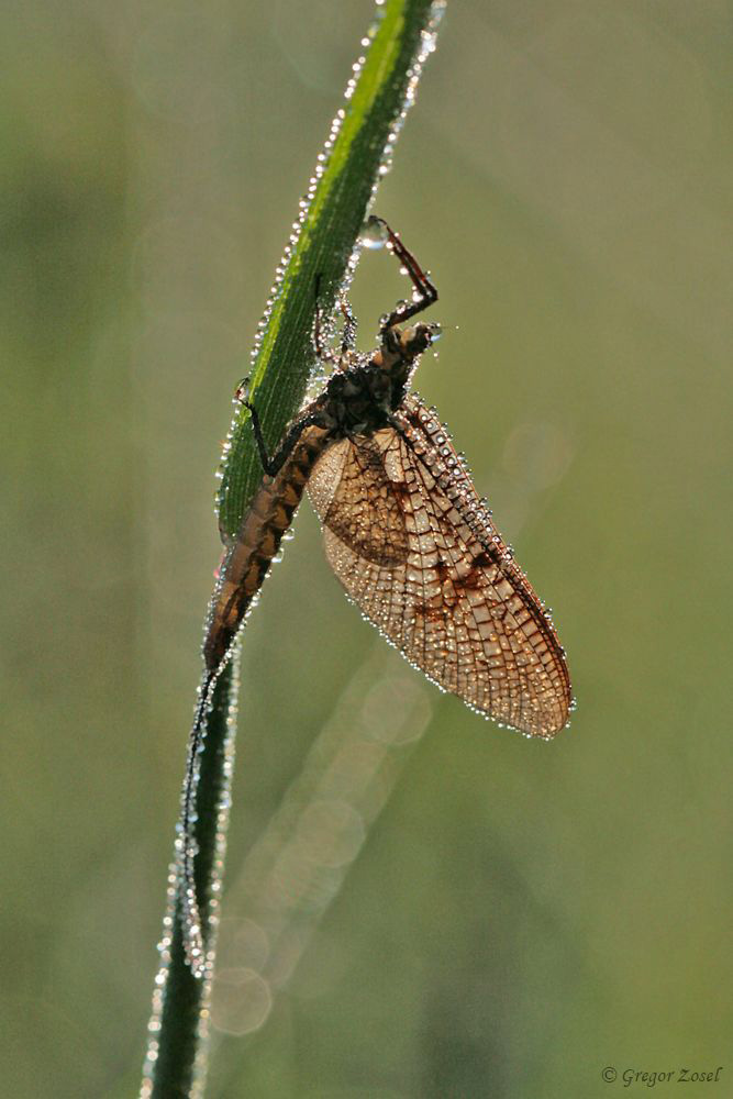 Eintagsfliege
