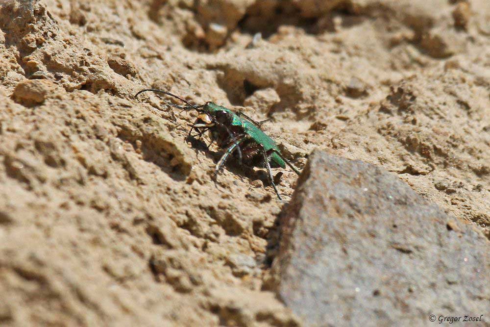Feldsandlaufkäfer