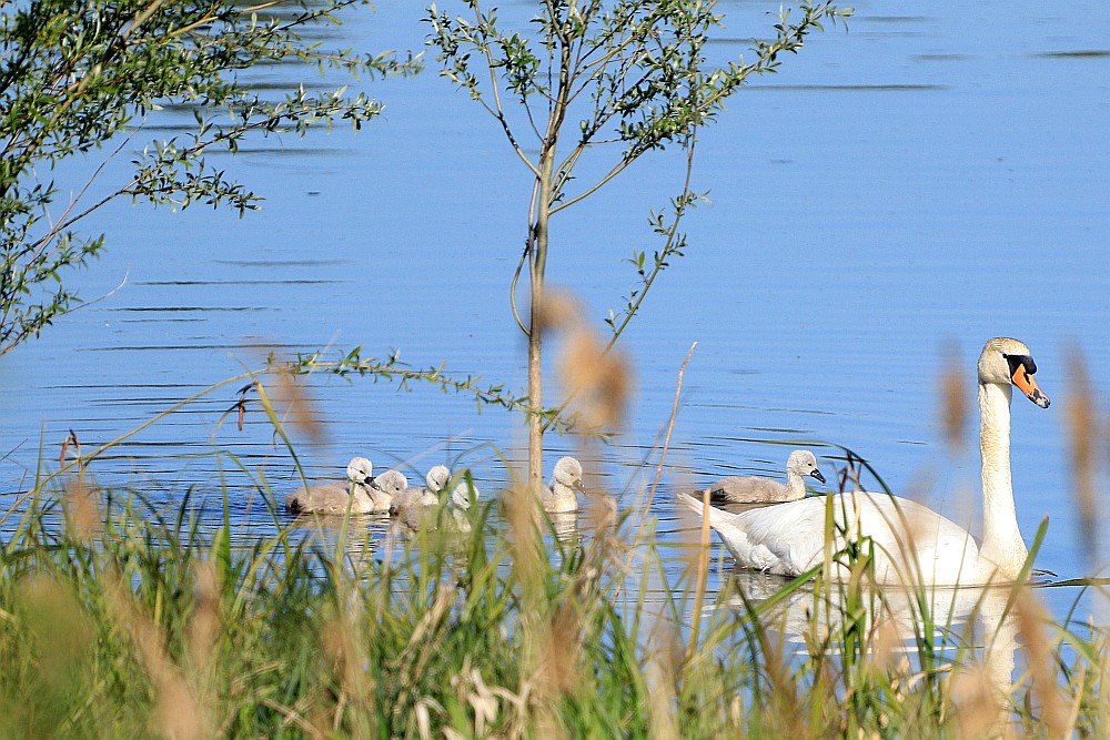 Höckerschwan - Familie, 07.05.20 Foto: Hartmut Peitsch