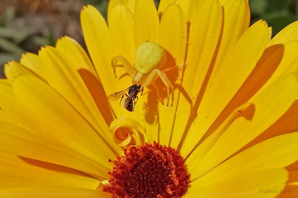 Krabbenspinne