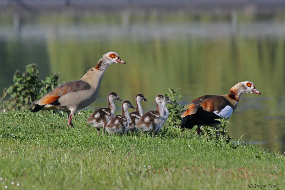 Nilgans