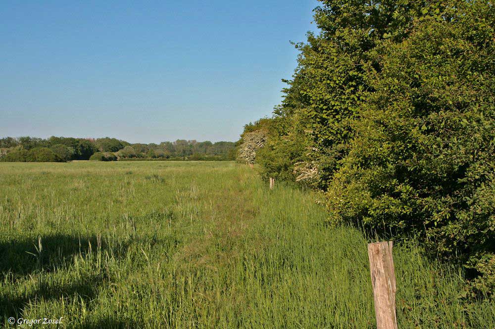 Ruhrauen bei Altendorf