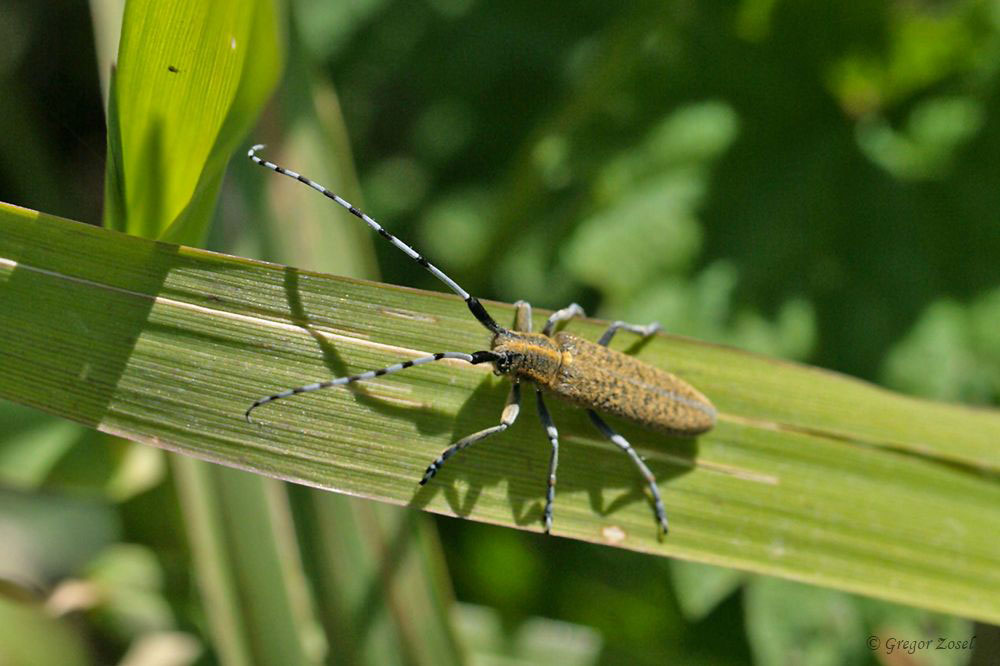 Scheckhorn-Distelbock (Agapanthia villosoviridescens)