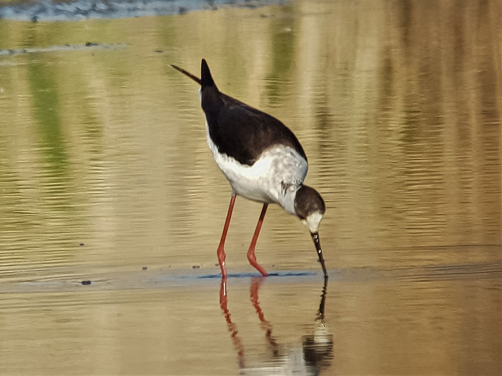 Stelzenläufer
