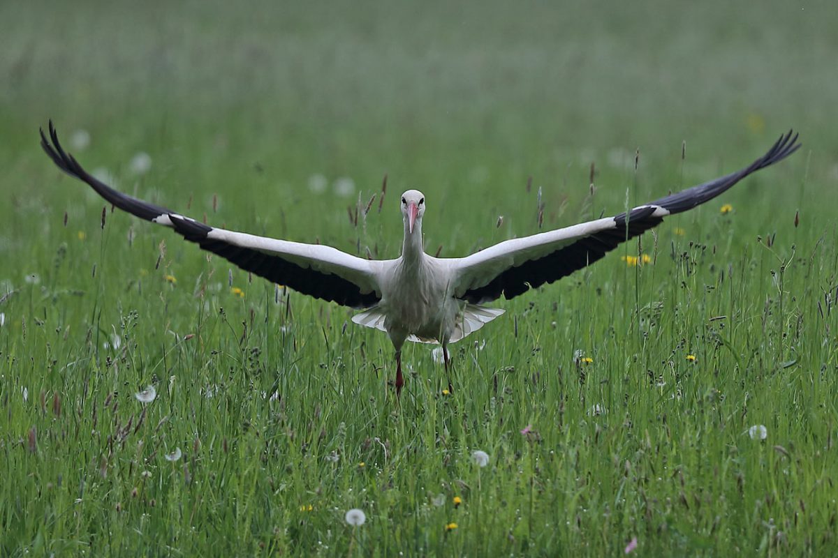 Weißstorch