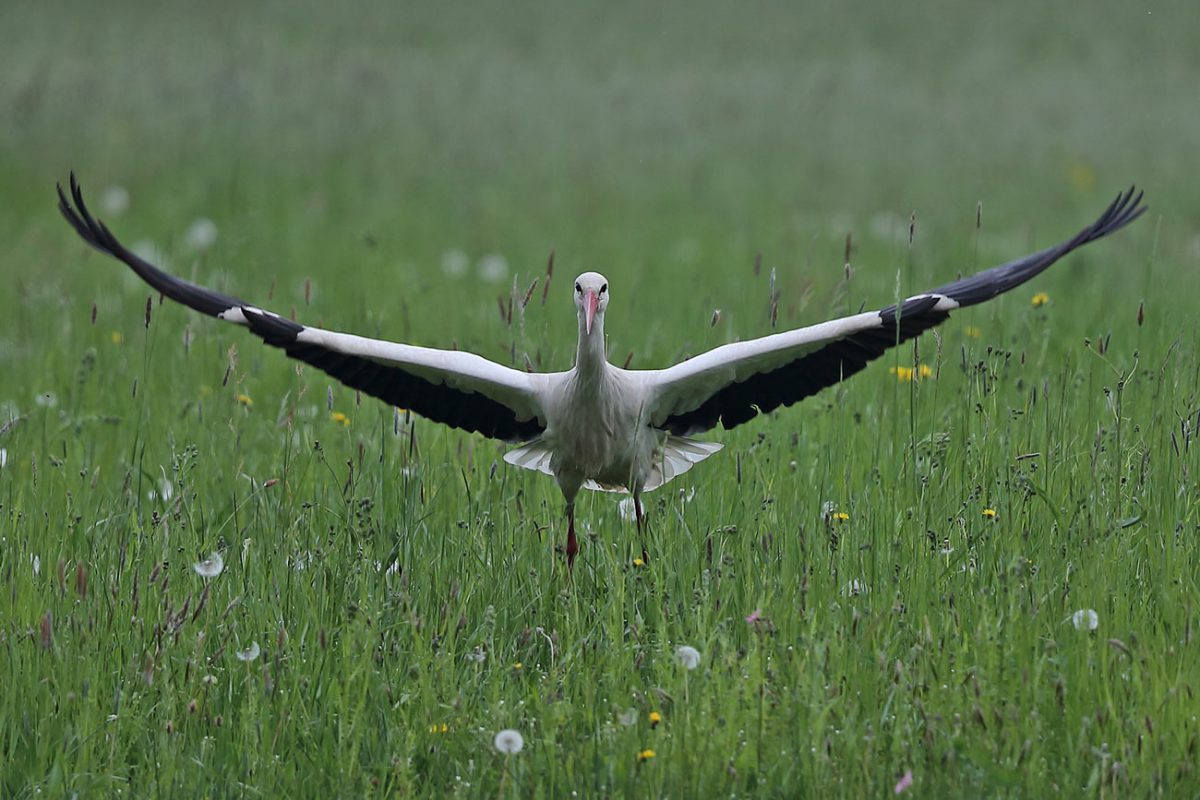 Weißstorch