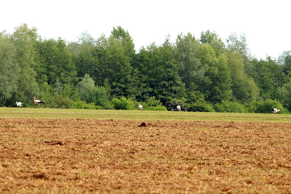 5 von 10 Weißstörchen auf dem Feld. 16.05.20 Foto: Hartmut Peitsch